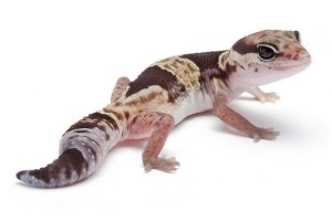 Hemitheconyx caudicinctus, bébé